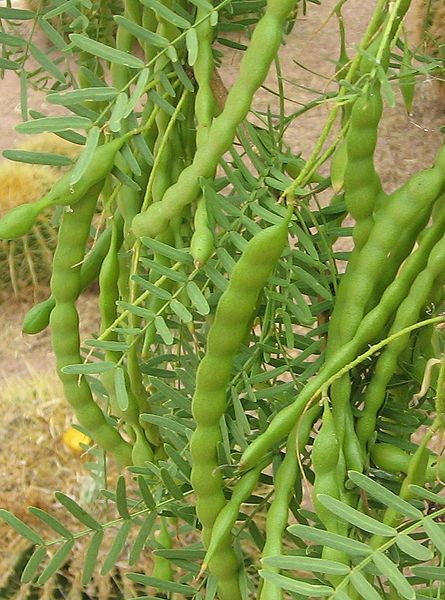 File:Prosopis-glandulosa-seed-pods.jpg