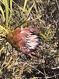 Thumbnail for Aardroos-suikerbos (Protea pudens)