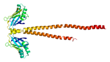 Protein XRCC4 PDB 1fu1.png