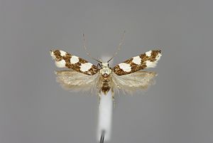 Pseudotelphusa tessella-Salzburg, Tennengau, Salzachtal, Hallein, Rif-E-MK-3347a.jpg