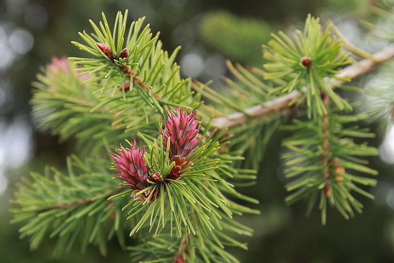 File:Pseudotsuga menziesii seed cones.jpg