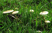 Psilocybe pseudoaztecorum Natarajan & Raman 883162.jpg