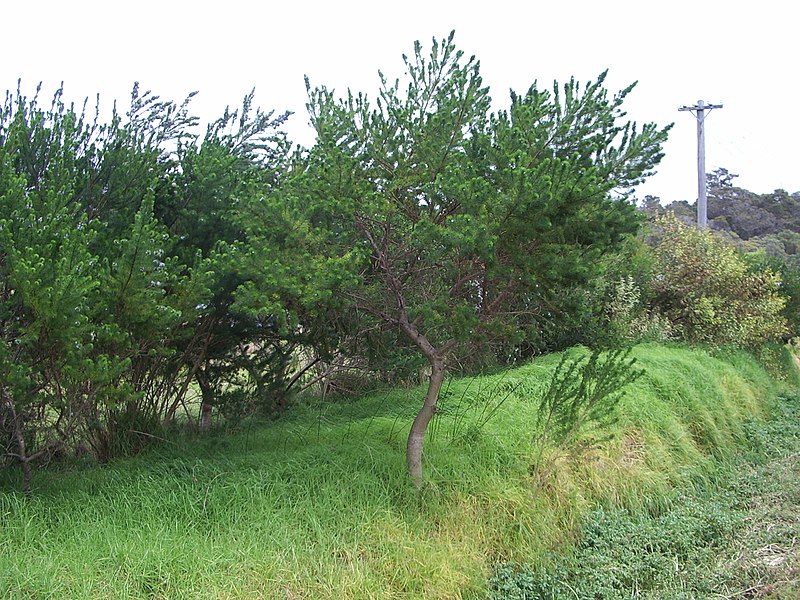 File:Psoralea pinnata 3.jpg