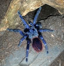 Pterinopelma sazimai.jpg