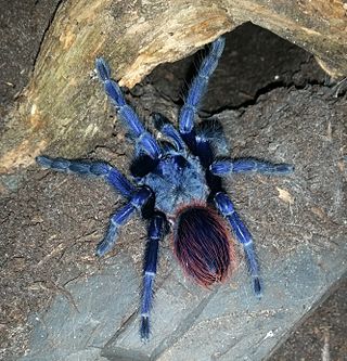 <i>Pterinopelma</i> Genus of spiders