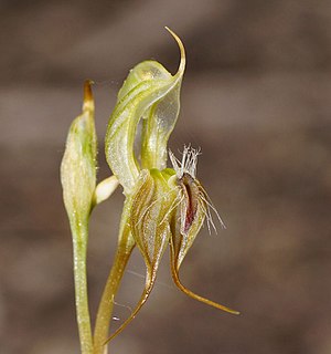 <i>Pterostylis setifera</i> species of plant