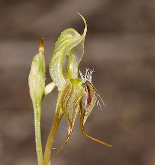 <i>Pterostylis setifera</i> Species of orchid