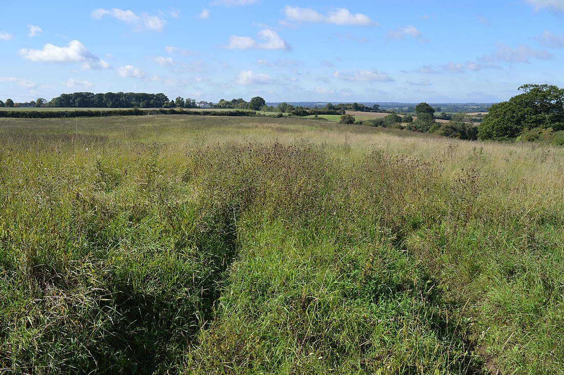 Pulloxhill Marsh