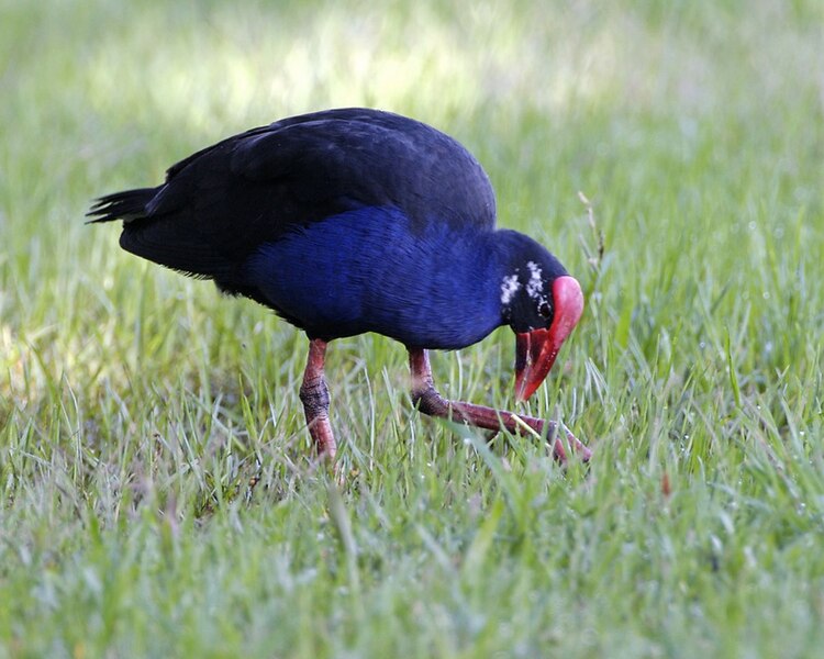 File:Purple Swamphen (Porphyrio porphyrio) - Flickr - Lip Kee (1).jpg