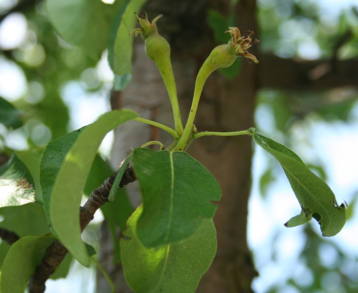 File:Pyrus communis 16p.jpg