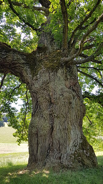 File:Quercus petraea - Börsborn Muhleiche.jpg