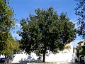 Quercus Ilex: Morfologia, Sottospecie, Distribuzione e habitat