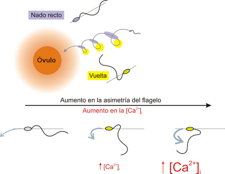 Figura 1. Modelo de la Quimiotaxis en espermatozoides marinos