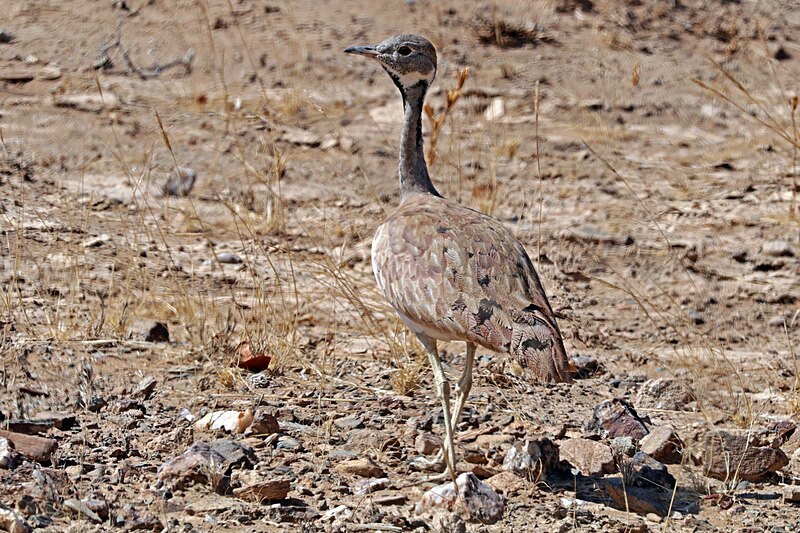 File:Rüppell's korhaan (Eupodotis rueppellii rueppellii) juvenile male.jpg