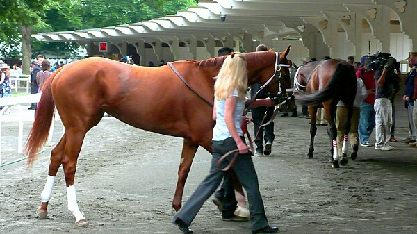 Rags to Riches in the paddock area at Belmont Park during the day of the Belmont Stakes (June 9, 2007)