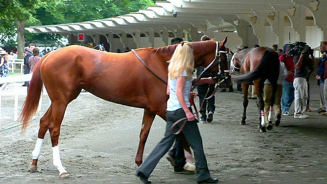 Rags to Riches in the paddock area at Belmont Park during the day of the Belmont Stakes (June 9, 2007)
