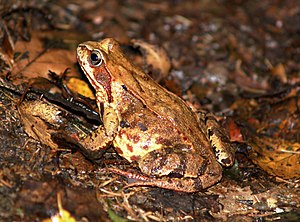 Rana temporaria