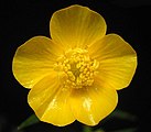 R. repens flower close up