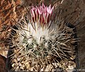 Rapicactus mandragora.jpg