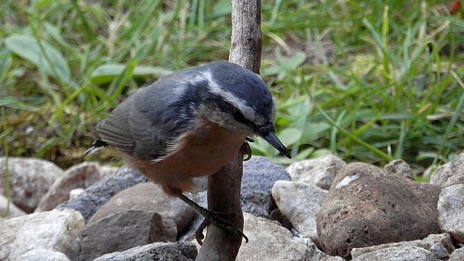 Red-breasted Nuthatch (Sitta canadensis)