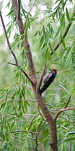 Punainen naped-Sapsucker.jpg