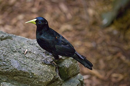 Red-rumped Cacique.jpg