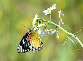 <i>Delias descombesi</i> Species of butterfly