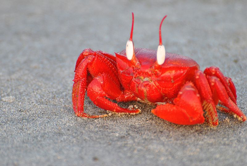 File:Red Ghost Crab.jpg