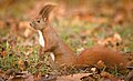 Red squirrel (49448997617).jpg