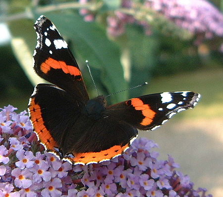 Redadmiral08.JPG