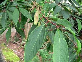 A kép leírása Rehderodendron macrocarpum branch.jpg.