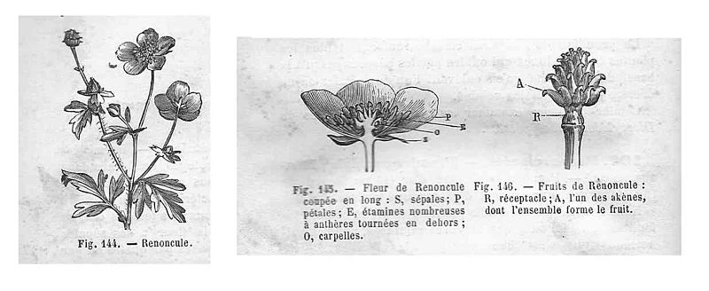 File:Renoncule - plante, fleur & fruit.jpg