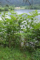 photographie : des plantes en abondance sur la rive d’un lac