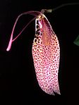 Restrepia elegance Orchi 01. jpg