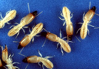 Eastern subterranean termite Species of insect found in North America