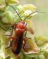 Rhagonycha fulva