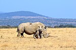 Thumbnail for File:Rhino in Solio Reserve.jpg