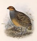 Thumbnail for Tawny-faced quail