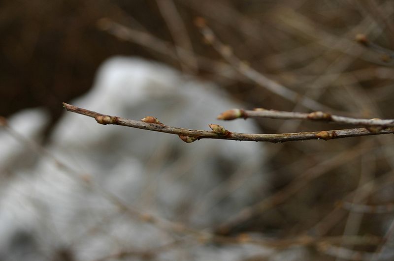 File:Ribes-alpinum-buds.JPG