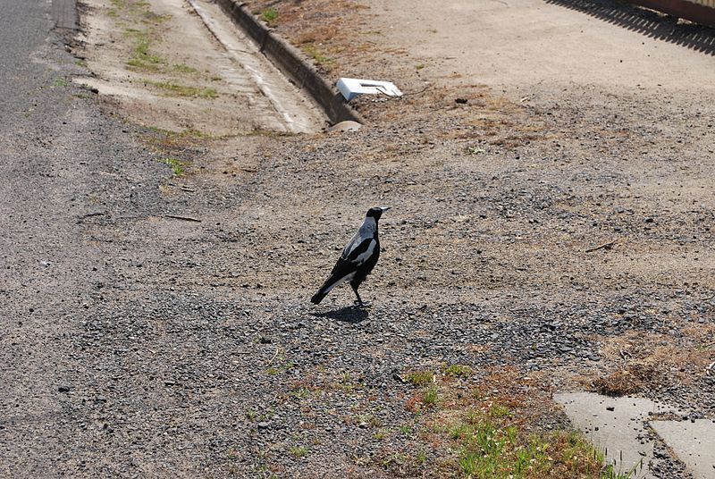 File:Riddells Creek Magpie.JPG