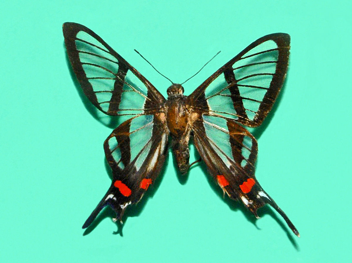 Riodinidae - Chorinea licursis