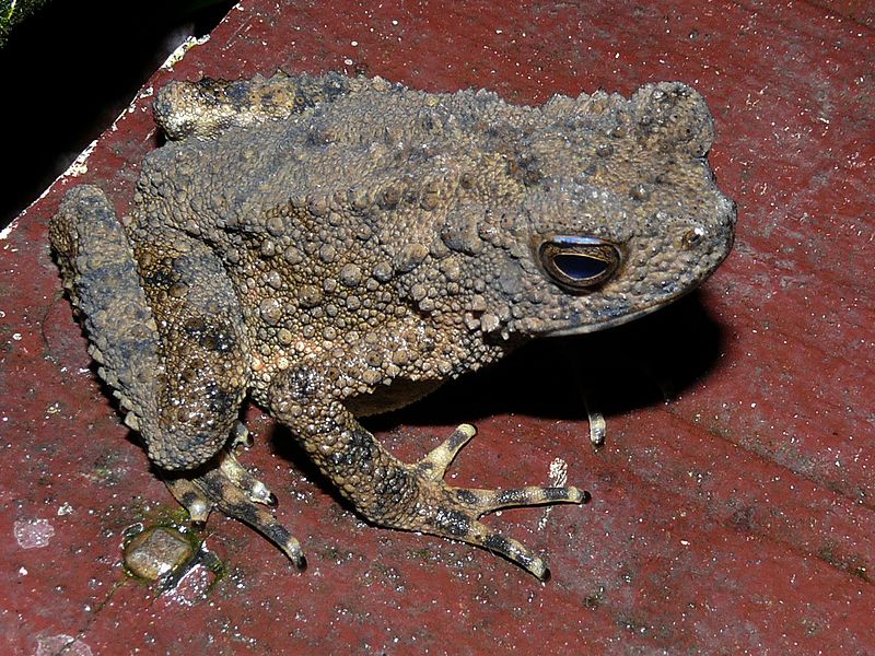 File:River Toad (Phrynoidis aspera) (6731222373).jpg