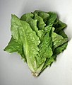 A Romaine lettuce