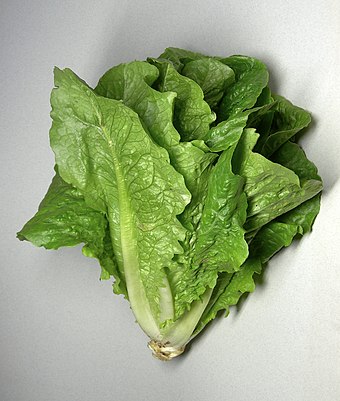 Romaine lettuce, a descendant of some of the earliest cultivated lettuce