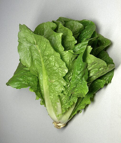 File:Romaine lettuce.jpg
