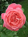 Category:Rosa 'Koré' - Wikimedia Commons