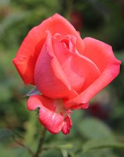 'Lady Rose'