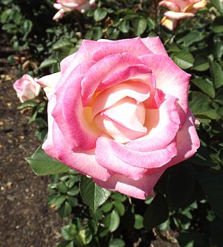 <i>Rosa</i> Brigadoon Hybrid tea rose cultivar