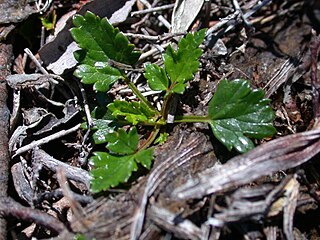 <i>Rubus gunnianus</i> Species of herb