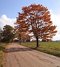 Miniatuur voor Bestand:Rudens uz Rozentāla ielas, pretī ceļam uz dzirnavām - panoramio.jpg